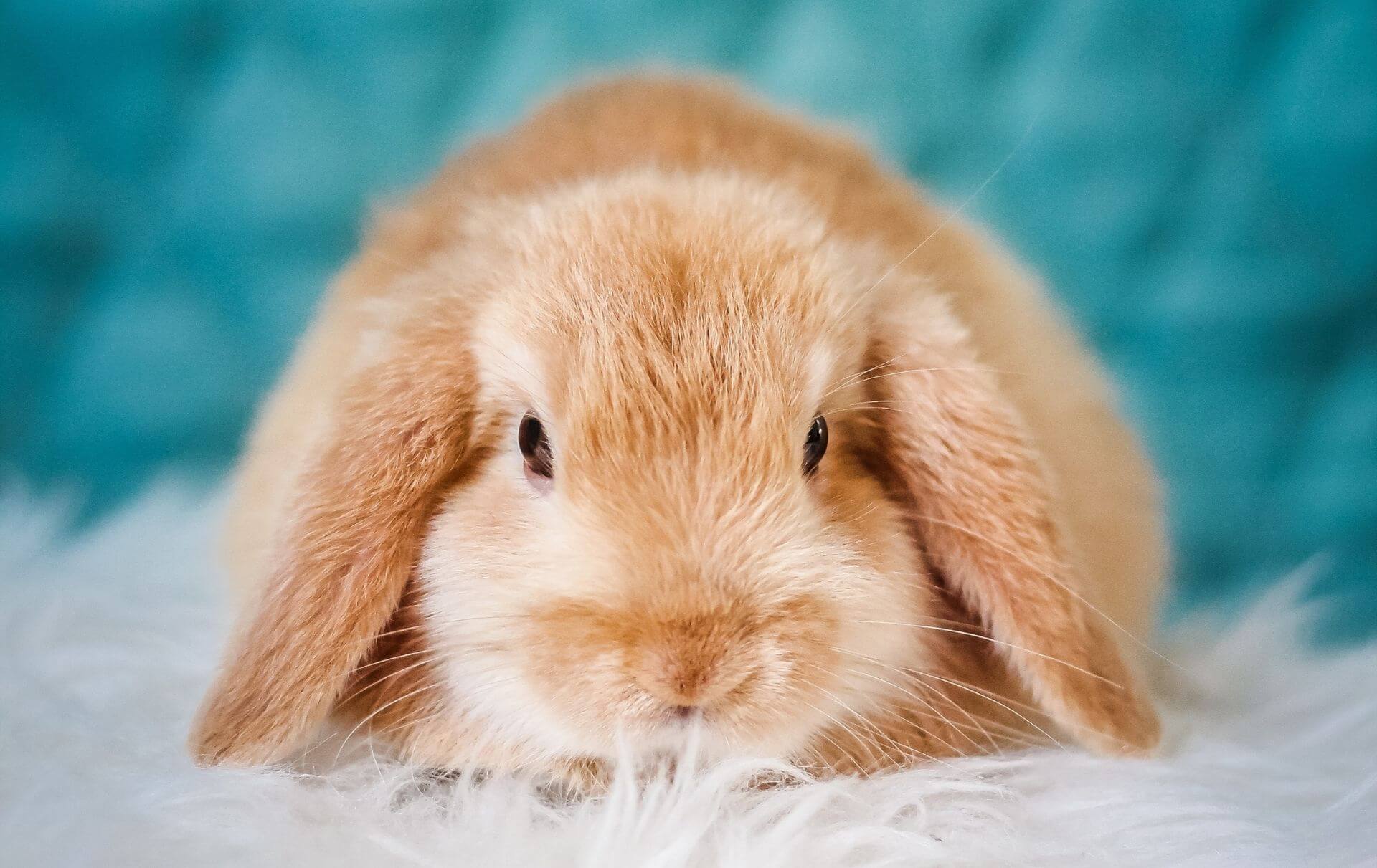 Imagen de Conejo