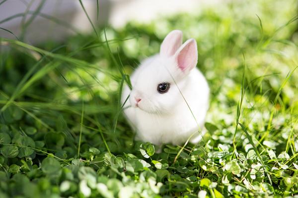 Imagen de Conejo