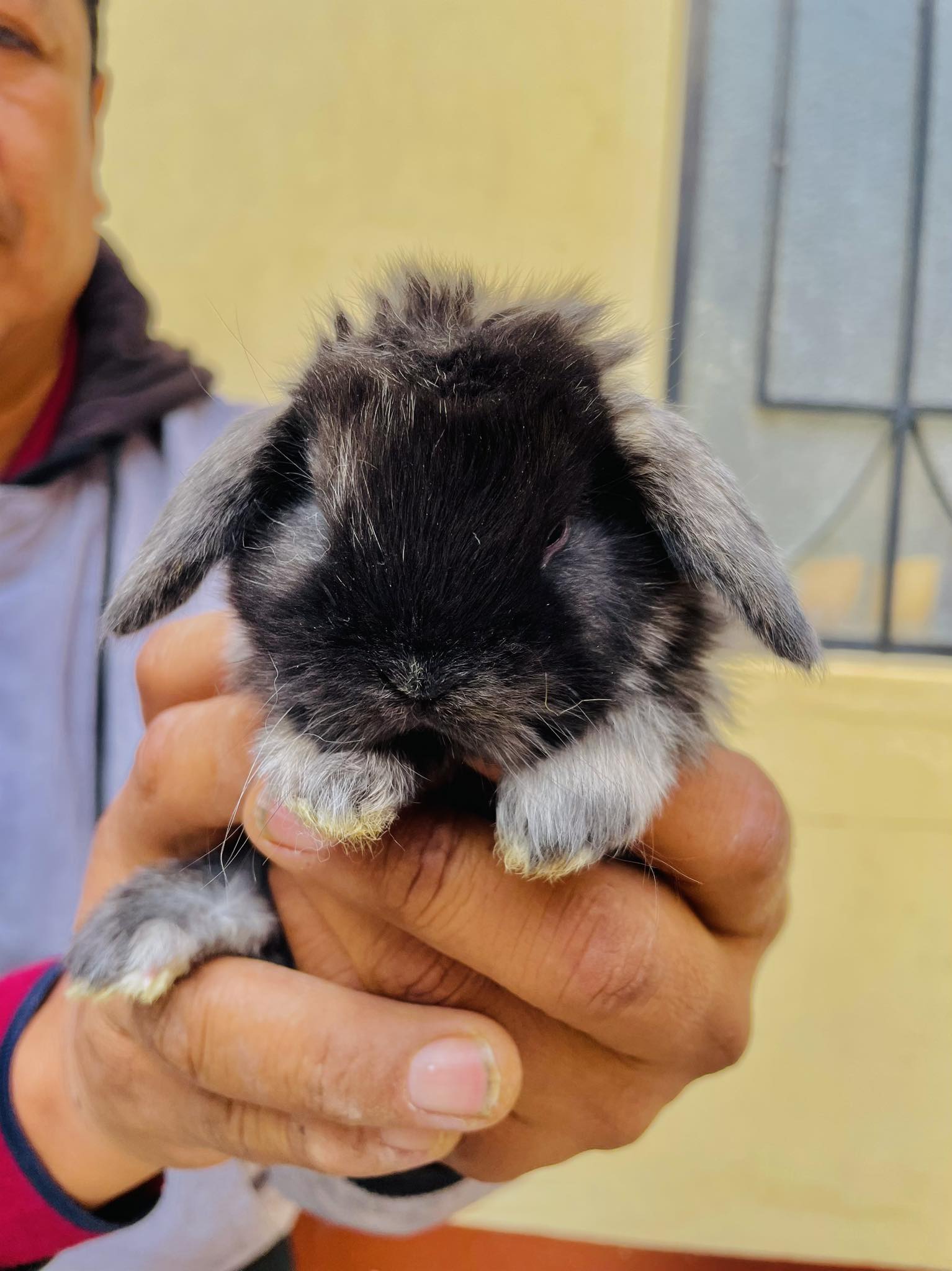 Imagen de Conejo 9
