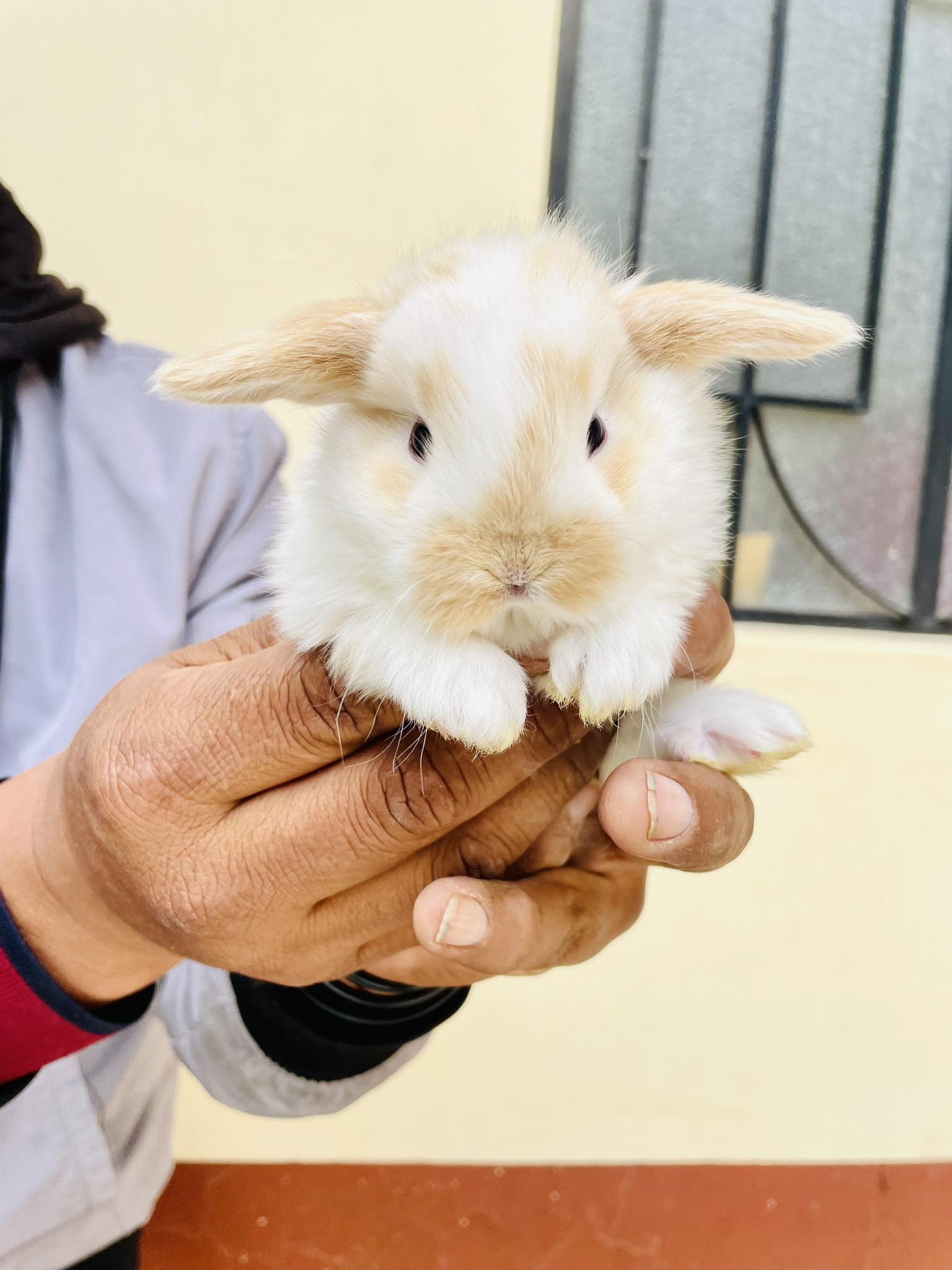 Imagen de Conejo 9
