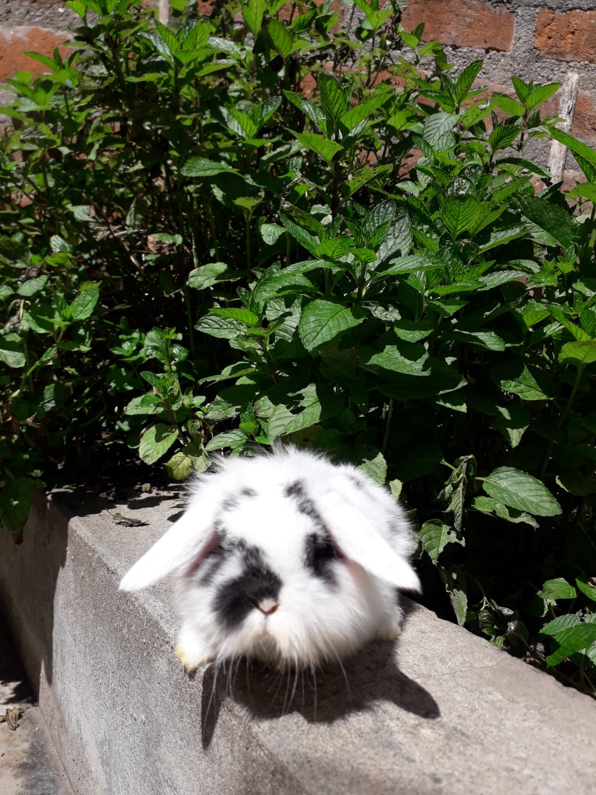 Imagen de Conejo 2