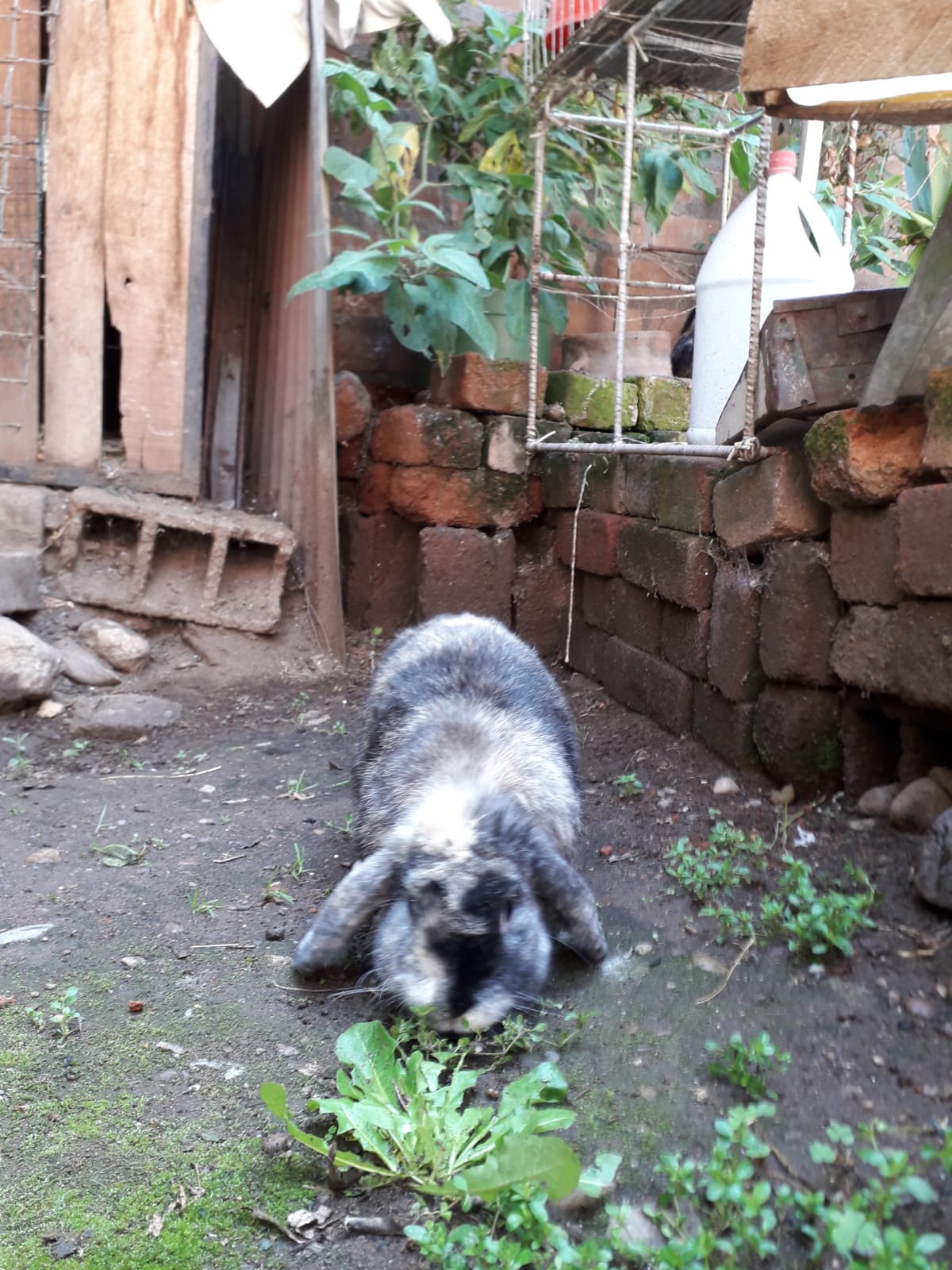 Imagen de Conejo 6