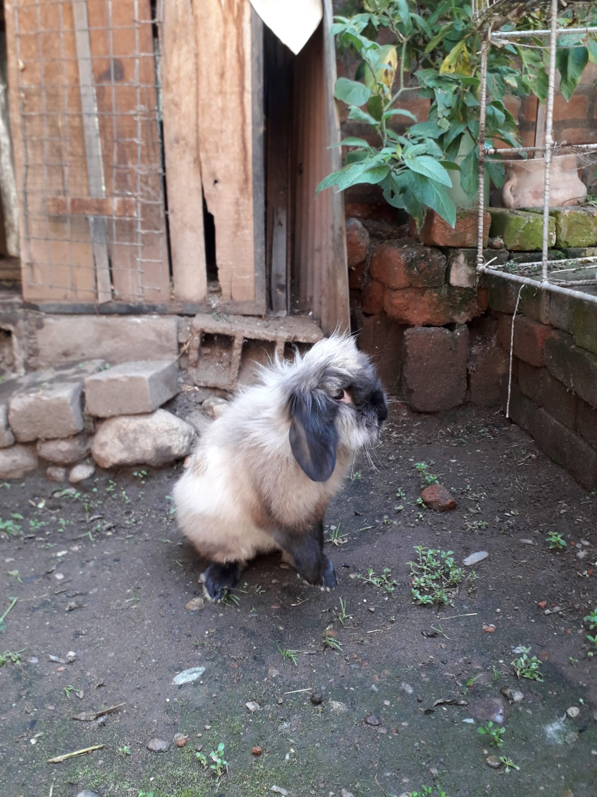 Imagen de Conejo Lop