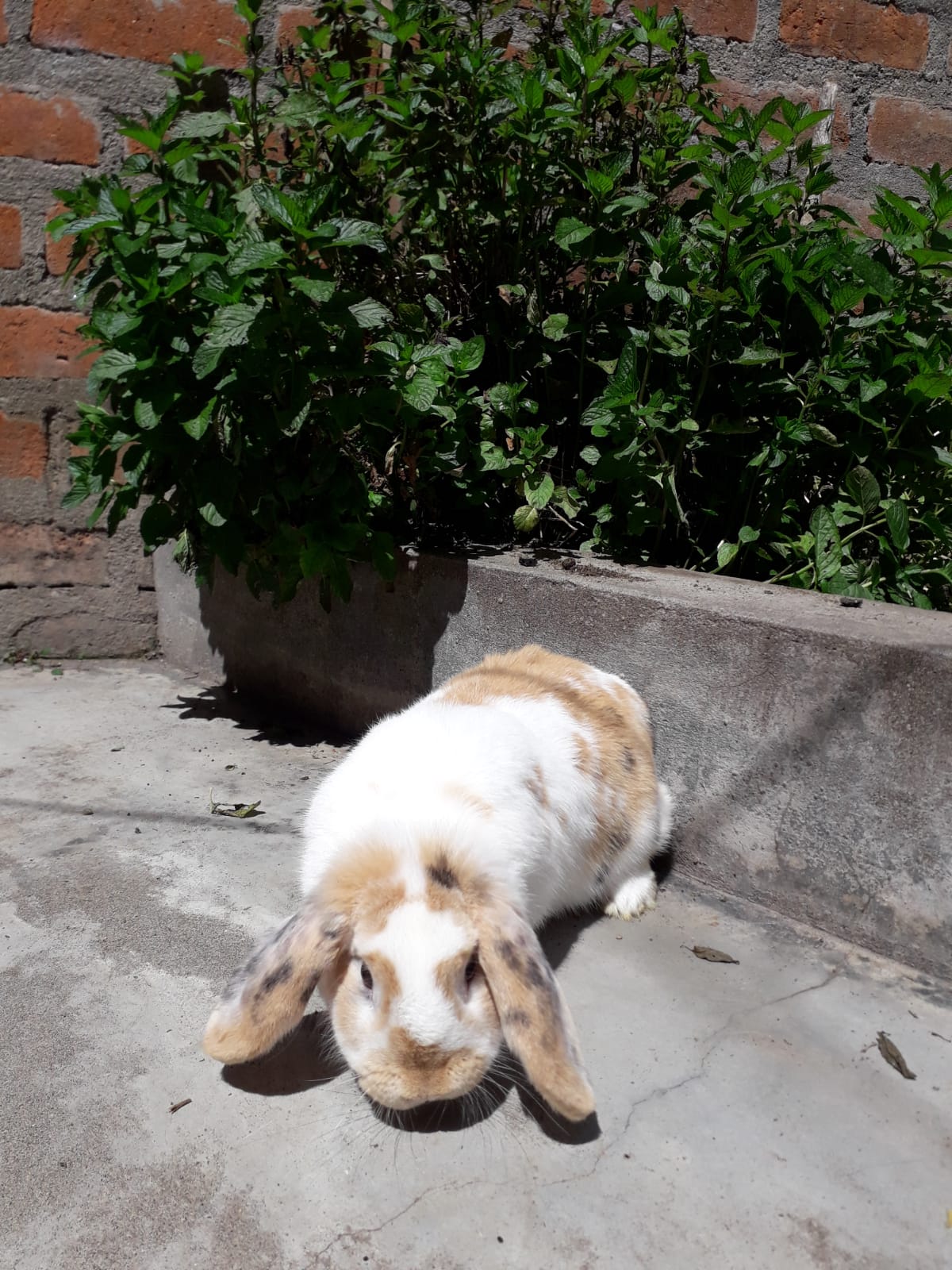 Imagen de Conejo 8
