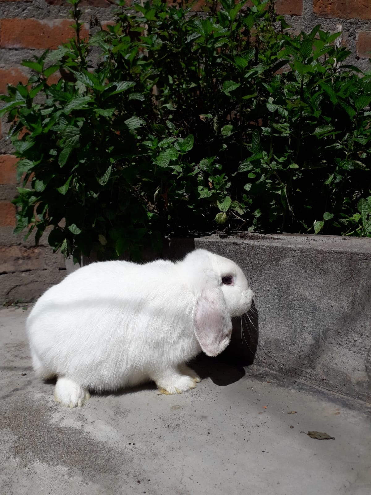 Imagen de Conejo Enano